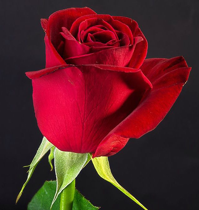 Rosas para todas las ocasiones